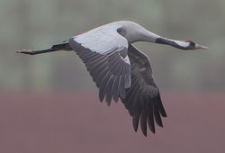 Kranich, Flug - Steve Garvie, CC BY-SA 2.0