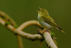 Waldlaubsänger: Alttier (adult) - Steve Garvie, CC BY-SA 2.0