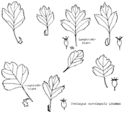 Crataegus curvisepala