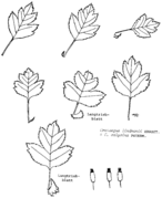 Crataegus lindmanii