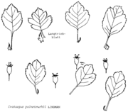 Crataegus palmstruchii