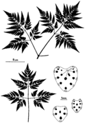 Abb. 2 Chaerophyllum aureum