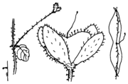 Abb. 1, Veronica filiformis