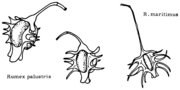 Rumex palustris und maritimus (600 dpi)