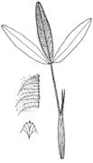 Abb. 3 Trifolium alpestre