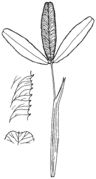 Abb. 3 Trifolium rubens