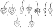 Fig.5, 1-7 Rumex