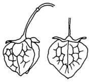 Fig. 5.1 Rumex crispus