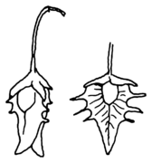 Fig. 5.2 Rumex obtusifolius