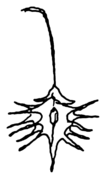 Fig. 5.3 Rumex maritimus