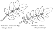 Nasturtium und Cardamine, untere Stängelblätter