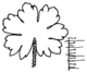 Abb. 3 (14) Geranium molle