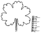 Abb. 3 (17) Geranium rotundifolium