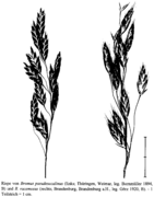 Abb. 1 Bromus pseudosecalinus