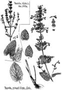 Nepeta grandiflora und nuda