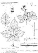 Rubus nessensis