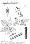 Rubus arrhenii