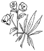 Helleborus foetidus