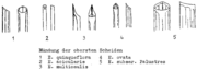 Abb. 1 mit Bildunterschrift