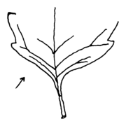 Solanum nitidibaccatum, Blattgrund