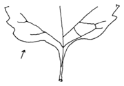 Solanum sarachoides, Blattgrund