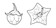 Solanum nitidibaccatum, Kelch