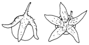 Solanum sarachoides, Kelch