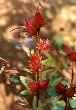 alt=Description de l'image Flor de Jamaica.jpg.