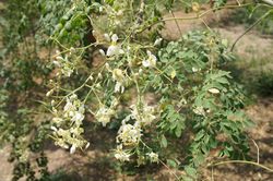 alt=Description of Flowers of Moringa oleifera (Drumstick tree).jpg picture.