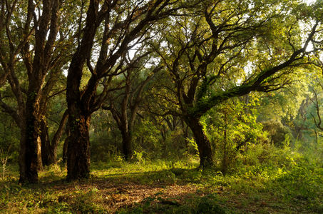 Foret de chene-liège.jpg