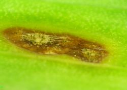 6. Formation of conidiophores on the leaf's affected tissue. (Image by G. Pestsov)