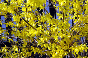 Blühender Forsythia-Strauch