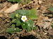 Fragaria vesca Duerbye 3511 2.jpg