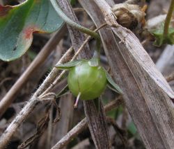 Frucht – Juandev, , CC BY-SA 3.0