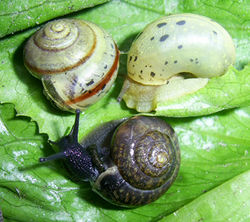 drei mögliche Erscheinungsformen der Genabelten Strauchschnecke - Roman Hural, CC BY-SA 4.0