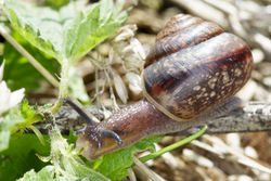 Genabelte Strauchschnecke: Alttier (adult) - Dariusz Kowalczyk, CC BY-SA 4.0