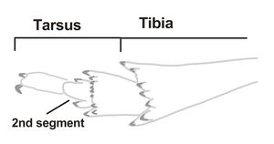 Fulgoromorpha Tarsus 1