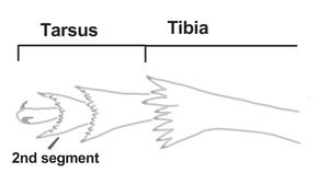 Fulgoromorpha Tarsus 1