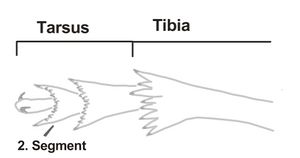 Fulgoromorpha Tarsus 2