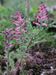 Fumaria-officinalis-officinalis Biel-2 BIB.jpg