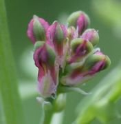 Ein kleines, grünliches Vorblatt pro Blüte und zwei weiße oder hellrosafarbene Kelchblätter. (Bild: W. Wohlers, JKI)