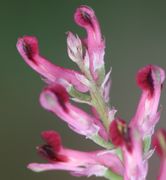 Die obersten Blütenanlagen sind häufig taub. (Bild: W. Wohlers, JKI)