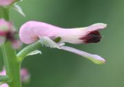 Die Blüte ist bis zu 1 cm lang. Sie hat einen nach unten gebogenen dicken Sporn, der hier vom Stängel verdeckt wird. (Bild: W. Wohlers, JKI)