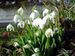 Galanthus-nivalis Gigglberger BIB.jpg