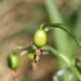 Galanthus nivalis Samenkapsel 01.jpg