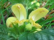 Blüten von Galeobdolon luteum (=Lamium galeobdolon) mit helmförmiger Oberlippe