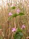 Galeopsis ladanum (Foto: Thomas Gregor)