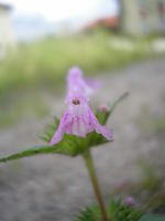 Galeopsis ladanum (Foto: Julia Kruse)