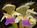 Galeopsis speciosa - blossom (aka).jpg