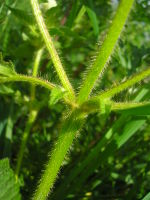 Stängelbehaarung von Galeopsis speciosa (Foto: Julia Kruse)